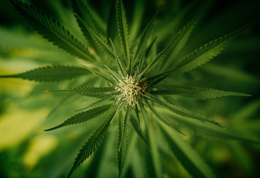 Konopie Indyjskie: Wszystko, co musisz wiedzieć 2 hemp