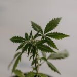 Photo hemp