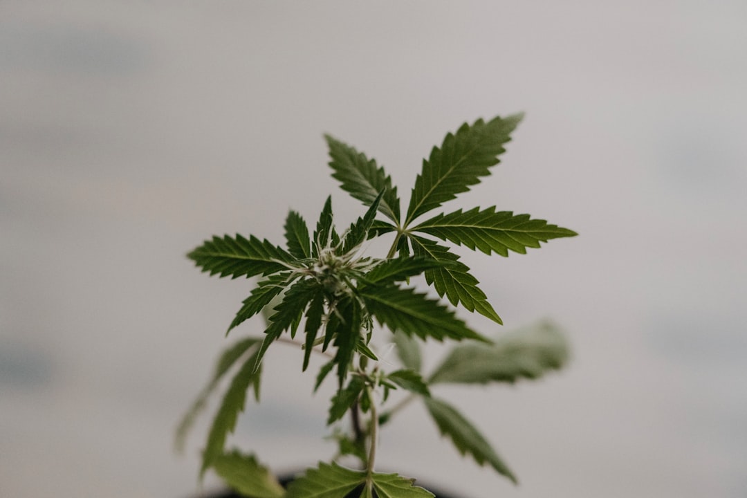 Photo hemp