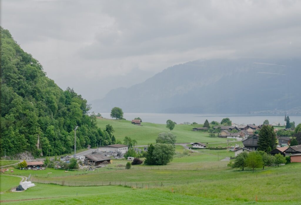 Photo lucerna siewna