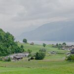 Photo lucerna siewna