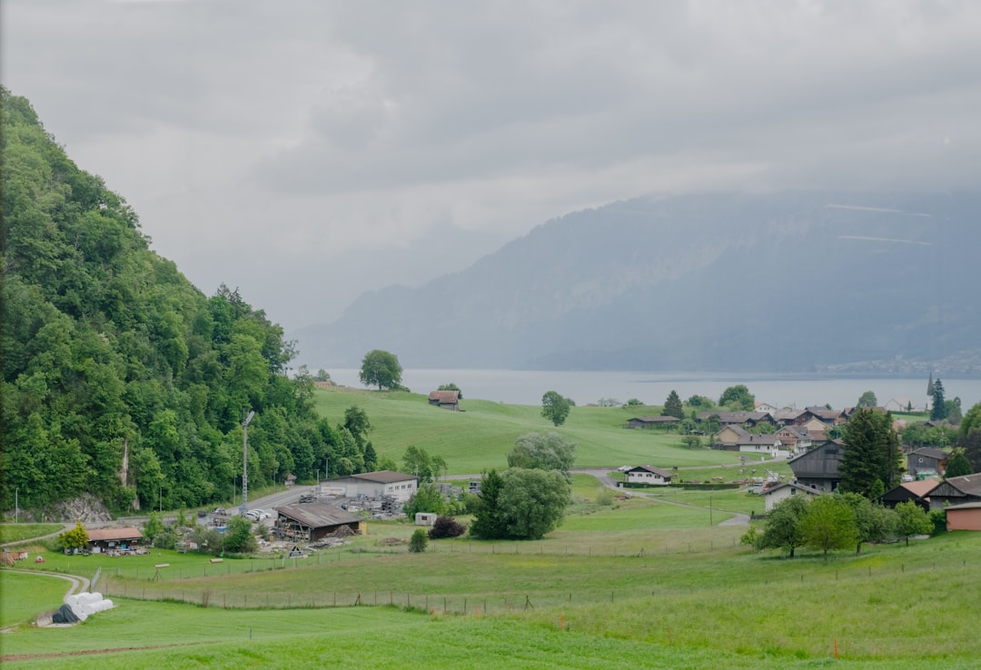 Photo lucerna siewna